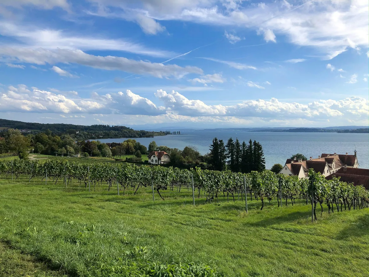 Weinberge oberhalb des Bodensees