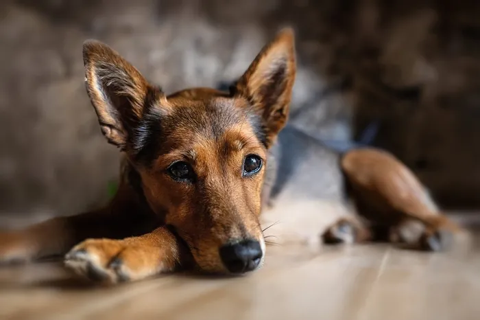 Hund liegt entspannt auf dem Boden